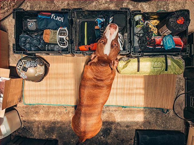 Sotallrightnow's tweet photo. Tried to do my packing in the garage this time so that Abby wouldn’t see....well, then she walked in...AWKWARD!
.
.
T minus 5 days until the next adventure with @bonafidemotoco starts. Check out my IG stories to see what all I packed so far.
.
.
Follow t… https://t.co/D4R6SiRzKF https://t.co/pTLrpM1xjM