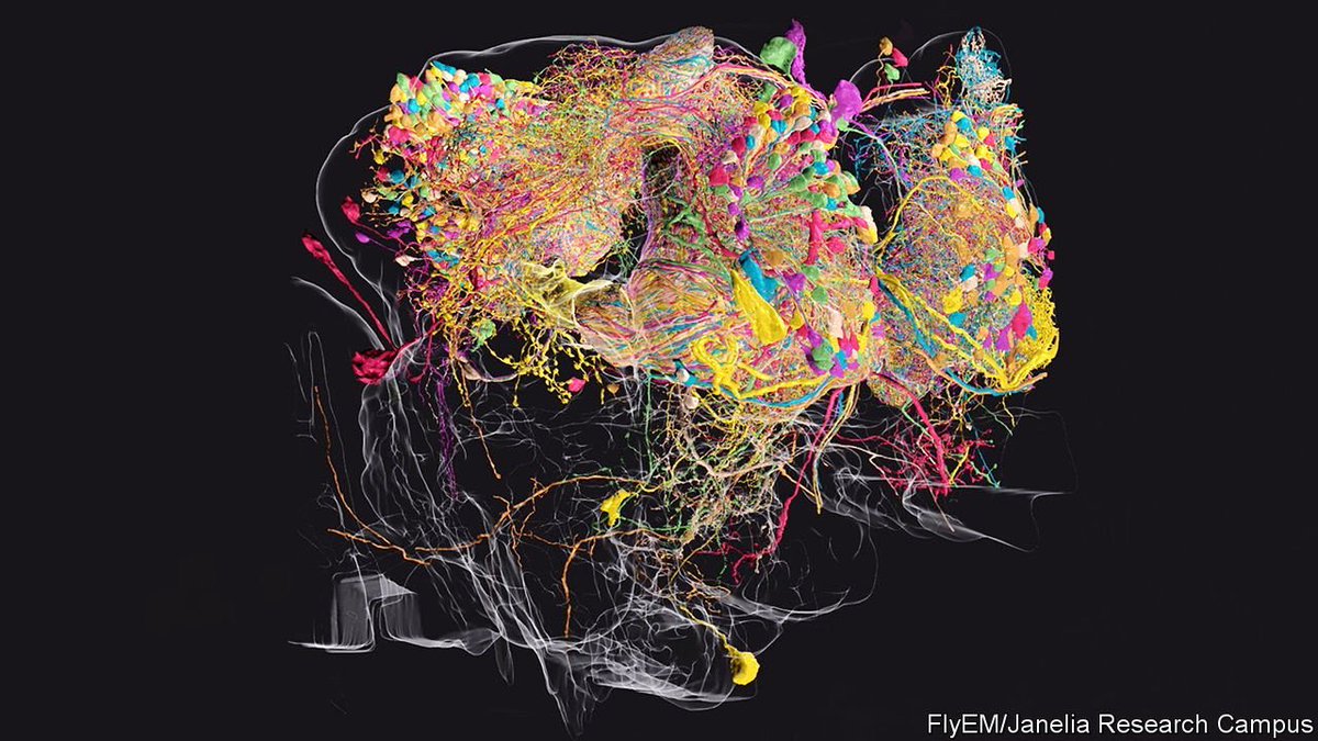 DeborahInComms's tweet photo. This is a map of a fly’s brain. Or a credible piece of abstract art. Maybe our brain’s can express meaning through abstraction because that is what they are? https://t.co/rvlWJ5wJCR