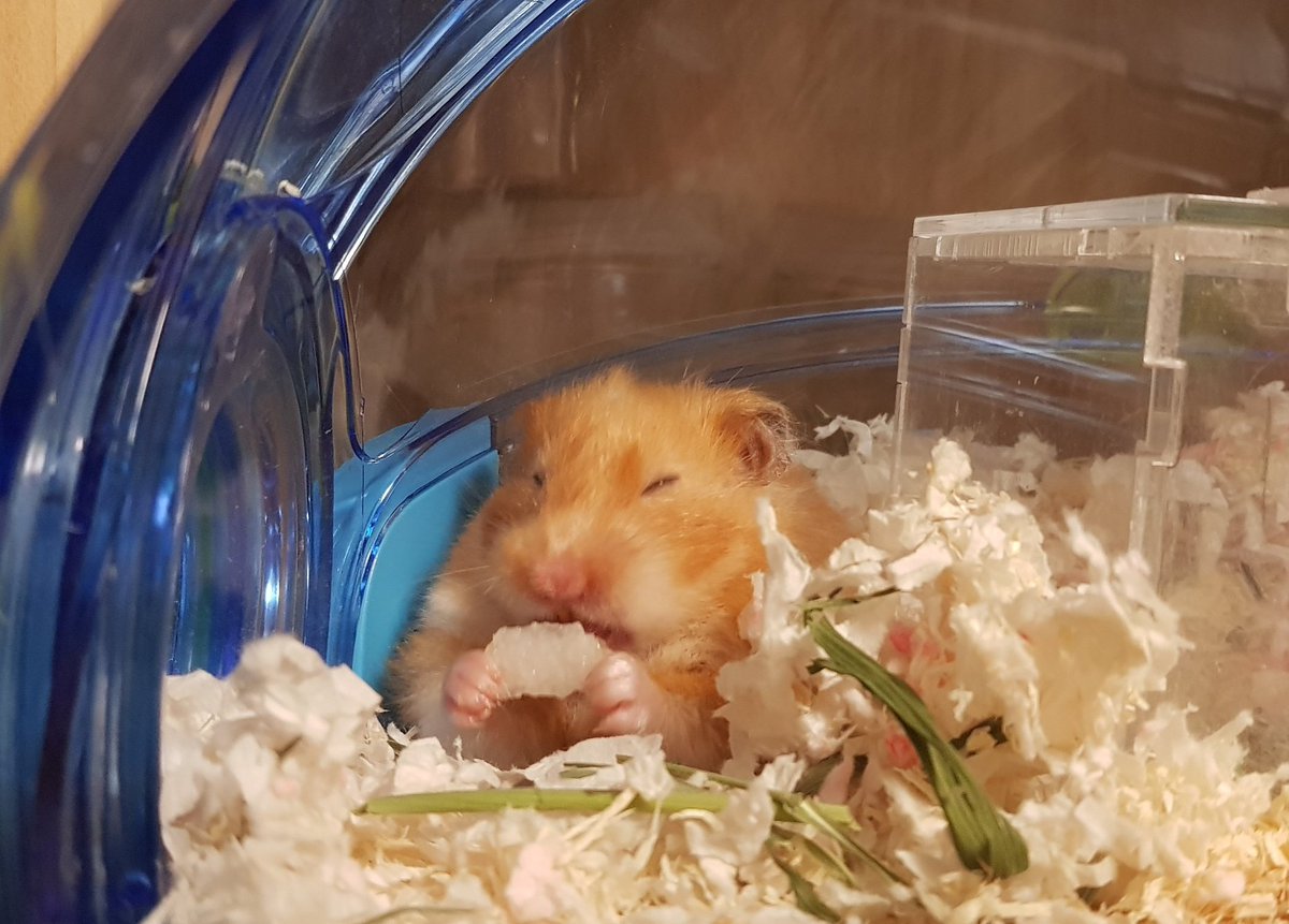 설날 선물로 배를 받은 햄스터
허버허버