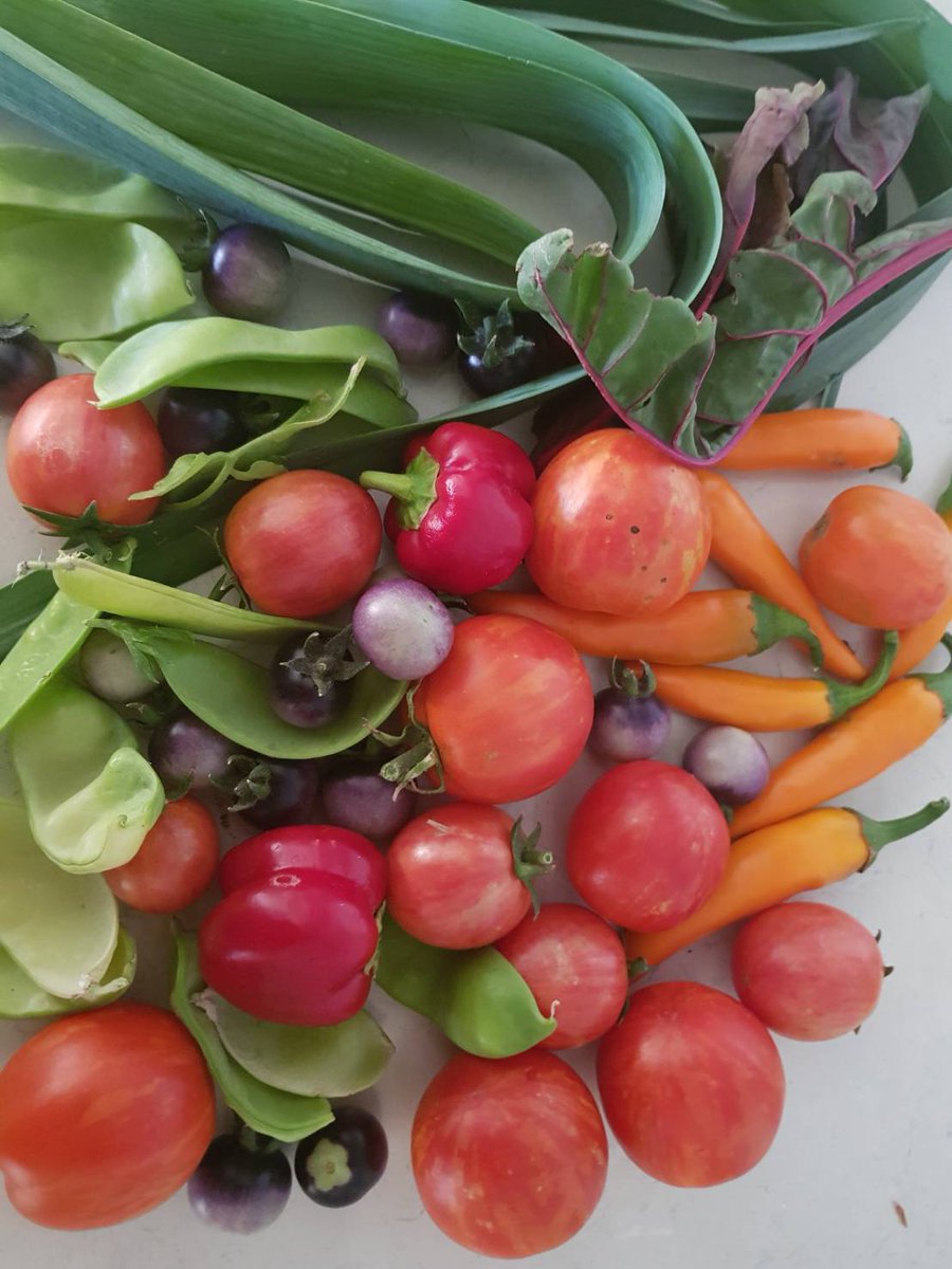 mamamariri2588's tweet image. 1st step towards our #selfsustainable life. Our garden is surviving the harsh summer! #CollapseofCivilization