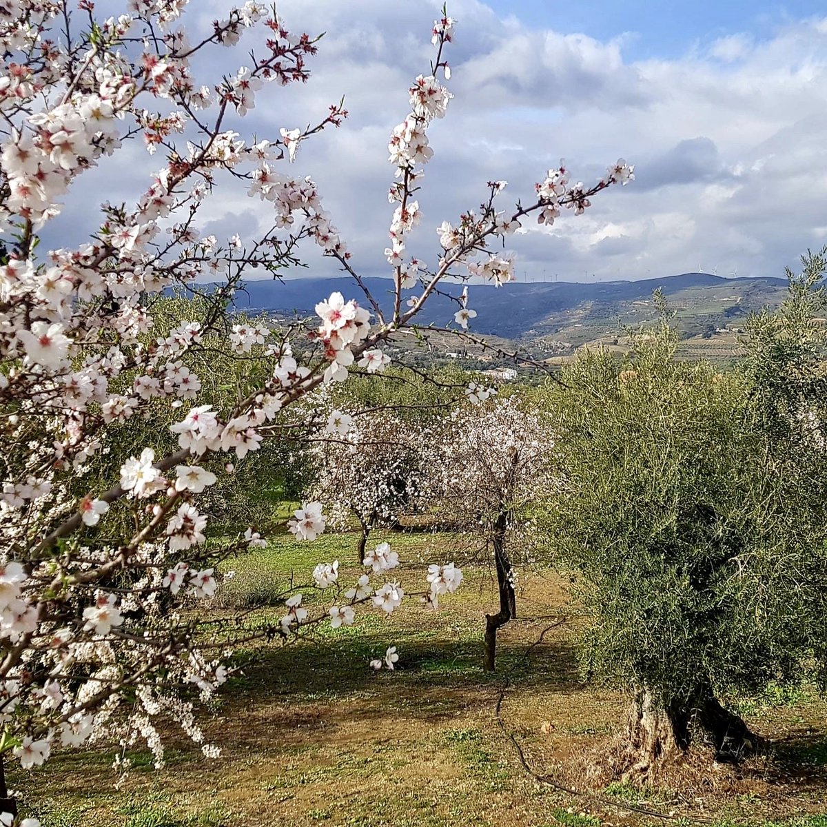 ValledeLecrin's tweet photo. The almond blossom is already in full bloom in January in the lower areas of the #LecrinValley, while blossom around the higher villages of #Conchar and #Niguelas follows on in February - which means we get about 6 weeks of beautiful flowers.  #almondblossom #andalucia #Spain https://t.co/8snsKbcBlz