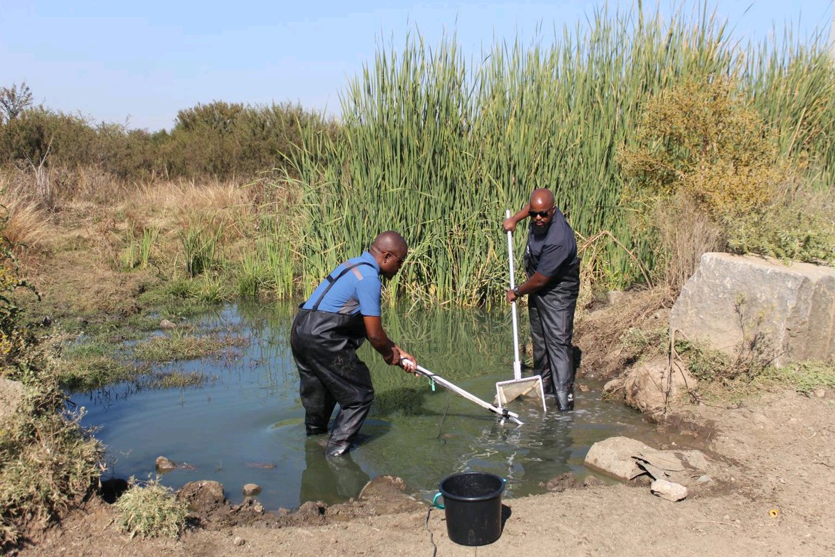 Mokgatla_Mora's tweet image. #DJSBU
For all your Biodiversity studies, please halla at us. info@moraecological.co.za
Thabo@emnamconsulting.co.za 
Call 0814103763
Don't let DEA Screening Tool scare you.
We're here to help 😊
#SASS5 #Biomonitoring #Flora #Fauna #Avifauna #Wetlands