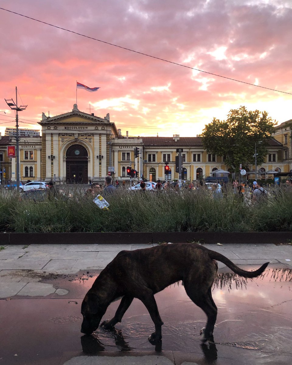langhaarmadchen's tweet photo. Mislim da lepšu fotografiju nisam napravila https://t.co/ZtS1CbXJTq