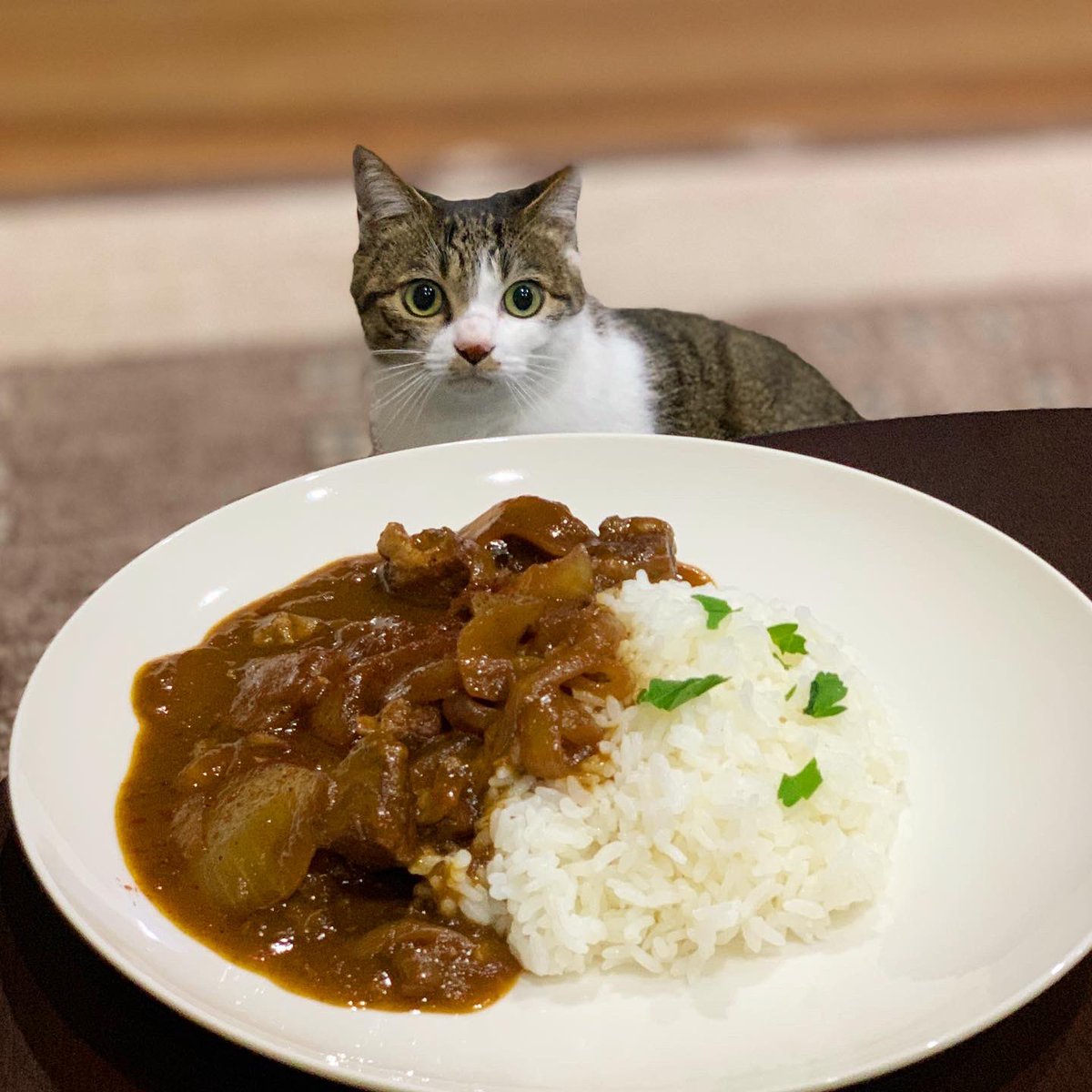 だいあず على تويتر カレーライスさん お見つめタイム ねこ 猫 カレーライス ビーフカレー Cat カレー 猫好きさんと繋がりたい Oisix 白キジ あずき