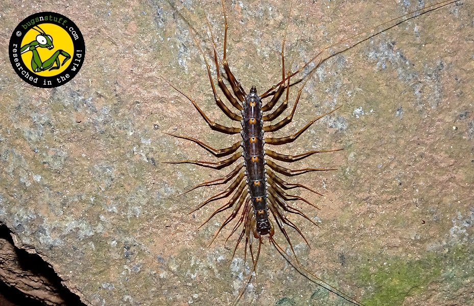 bugsnstuffcom's tweet photo. A creature from your nightmares? No, just a cave #centipede (#Scutigera sp.) that has developed automimicry in that its tail-like hind legs present the appearance of antennae. When the centipede is at rest, it's not easy to tell its head end from its tail end! #bugsnstuff #india https://t.co/1G1XT4DH7k
