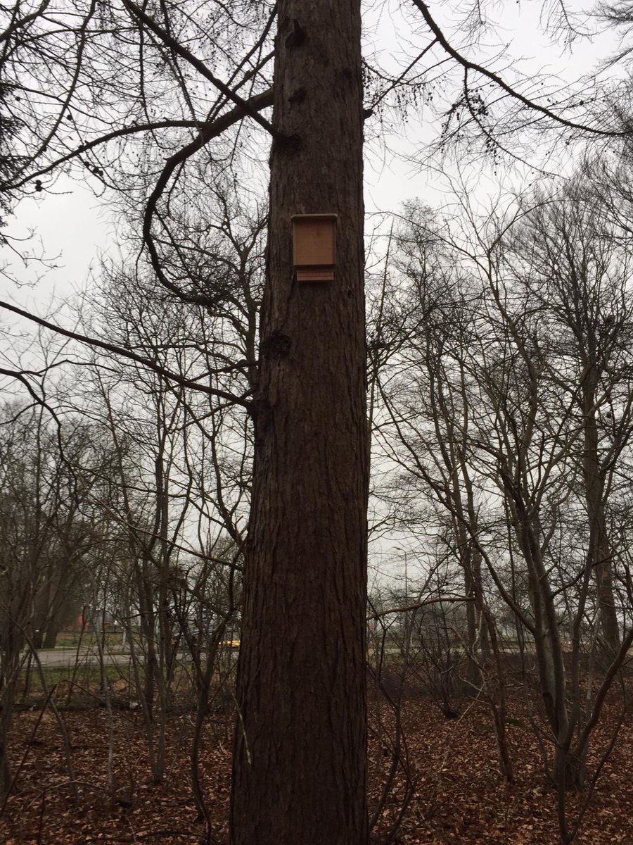 Vanmorgen zijn er door de AMBC Staphorst 10 nestkastjes voor vleermuizen opgehangen op en rond de nieuwe crossbaan op Het Wiede Gat. Zo zorgt de motorclub voor een goed leefmilieu op en rond de nieuwe baan geheel conform de afgegeven vergunning.