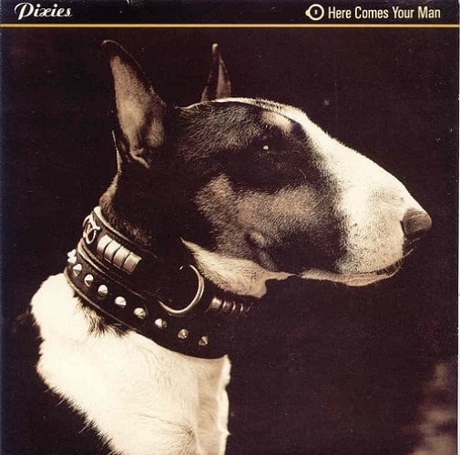 The Art of Album Covers. .English Bull Terrier, Spike.Photographed in London by Welsh photographer Simon Larbalestier, 1989..Used by the Pixies on 'Here Comes Your Man'.Released 1989 .