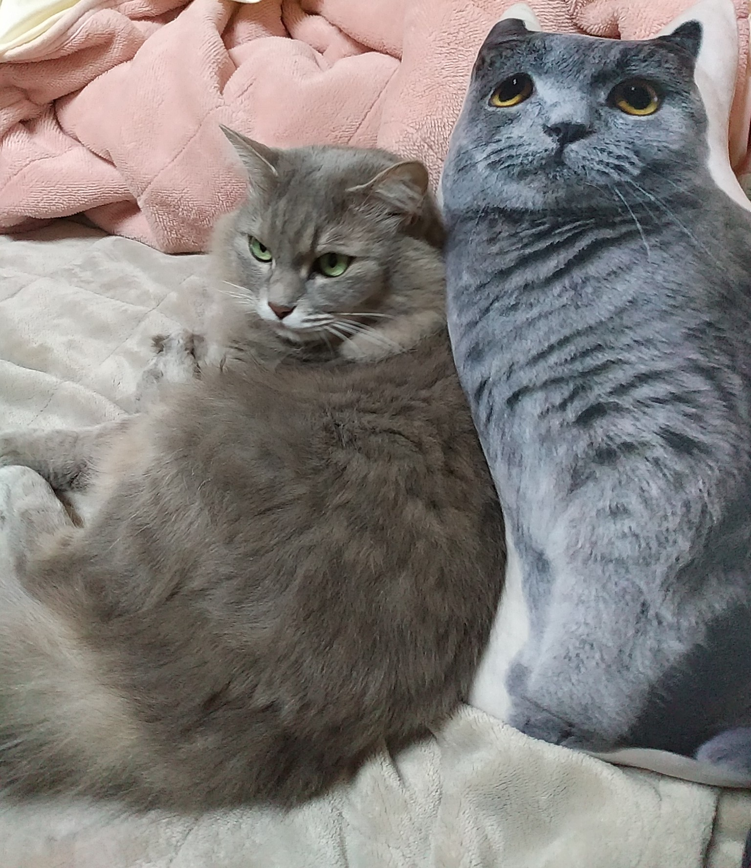 Ruby さっちゃんの説明をする時 グレーの猫 とよく言うけど 本当はグレーというよりグレージュに近い色です マルオ君と比べると色の違いが分かりやすい さっちゃんは抱っこが嫌いなので 時々マルオ君を抱きしめますw ニトリ