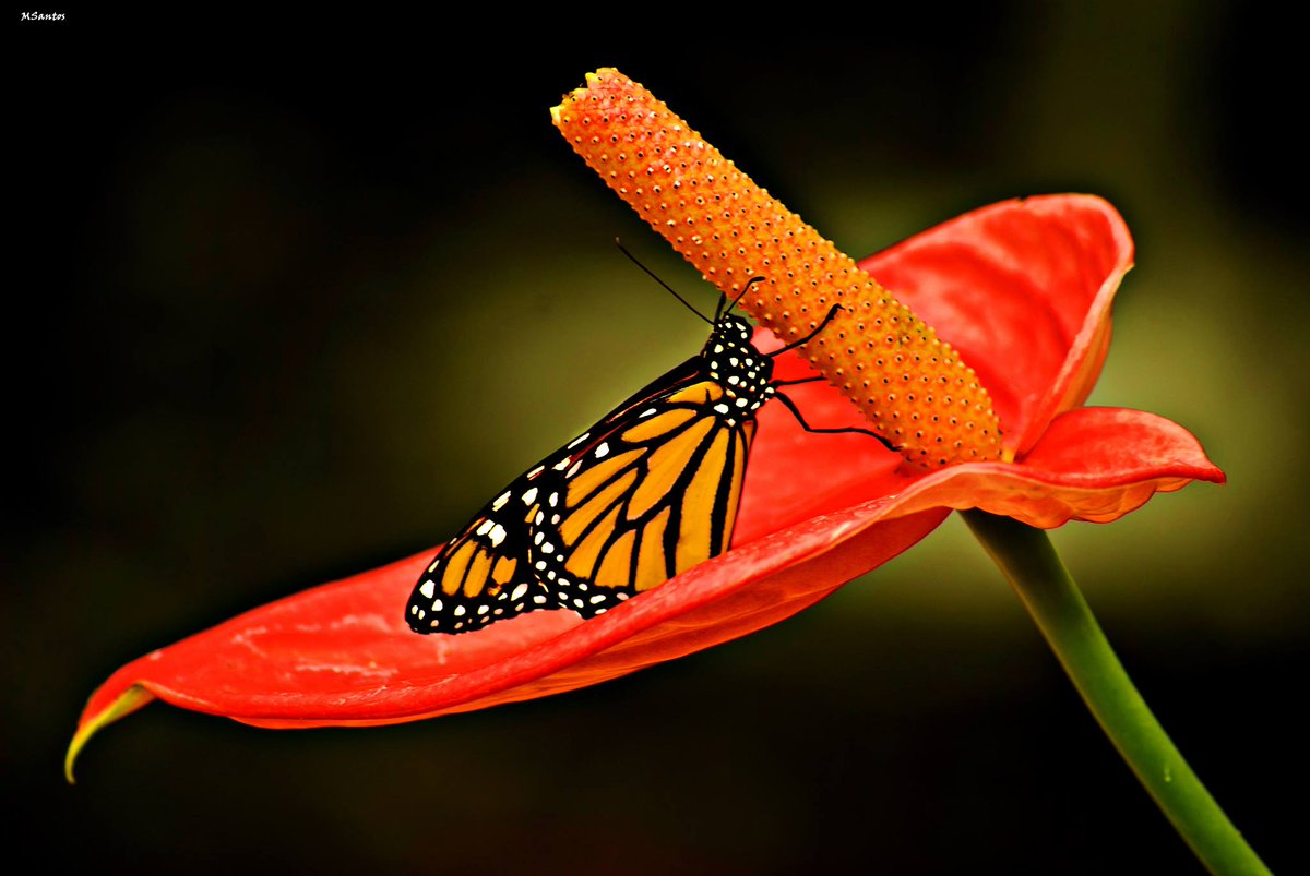 Las Monarcas son mariposas que transportan sueños y buenos deseos,los mismos que todos nosotros deseamos en un día como hoy!
#MariposariodeBenalmádena
Monarchs carry with them dreams &amp; wishes
#BenalmádenaPueblo
#ButterflyPark