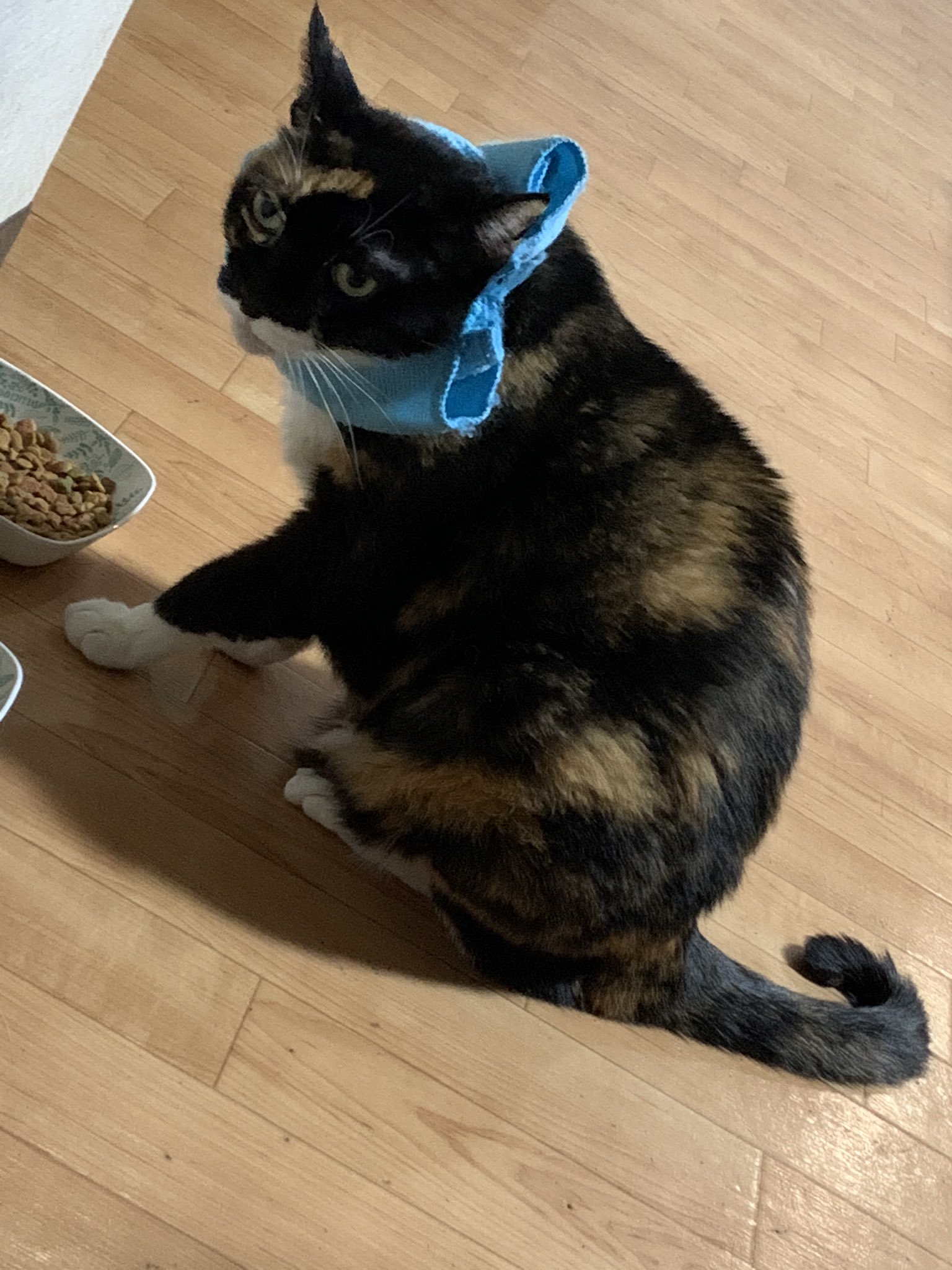 はるママ ちょっと早く動いてぬこ成分補給 小倉猫茶屋 T Co Tcgfmccdtm Twitter