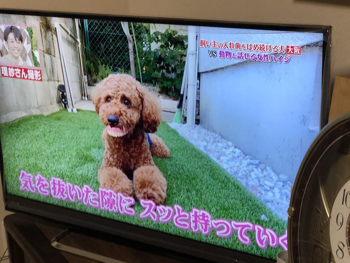 やらせ ハイジ 志村 動物園