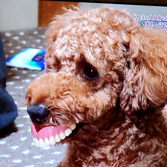 天才 志村どうぶつ園で 入れ歯 が話題に 4ページ目 トレンドアットtv