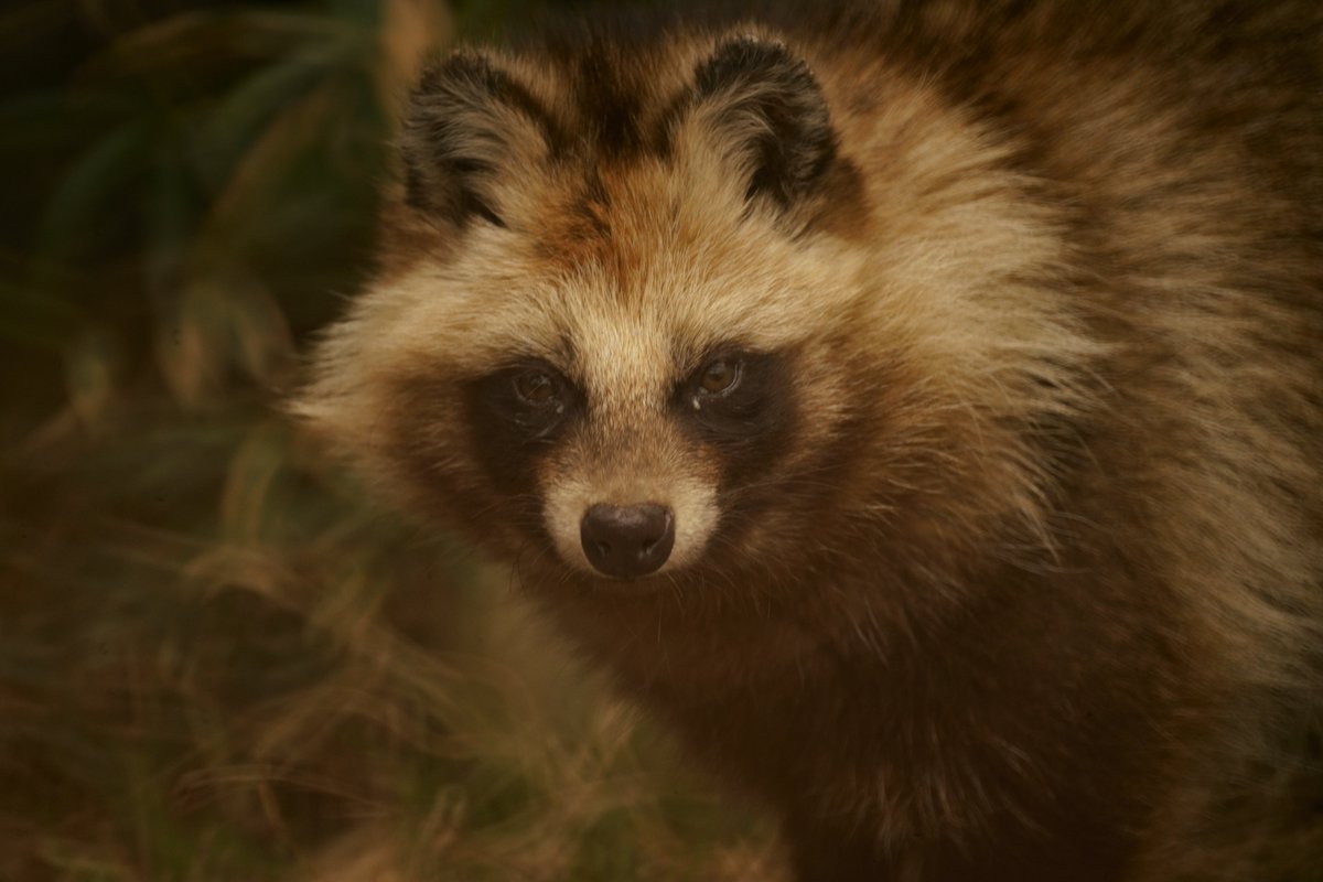 まさきよ Min T ミント まさきよ Min T ミント