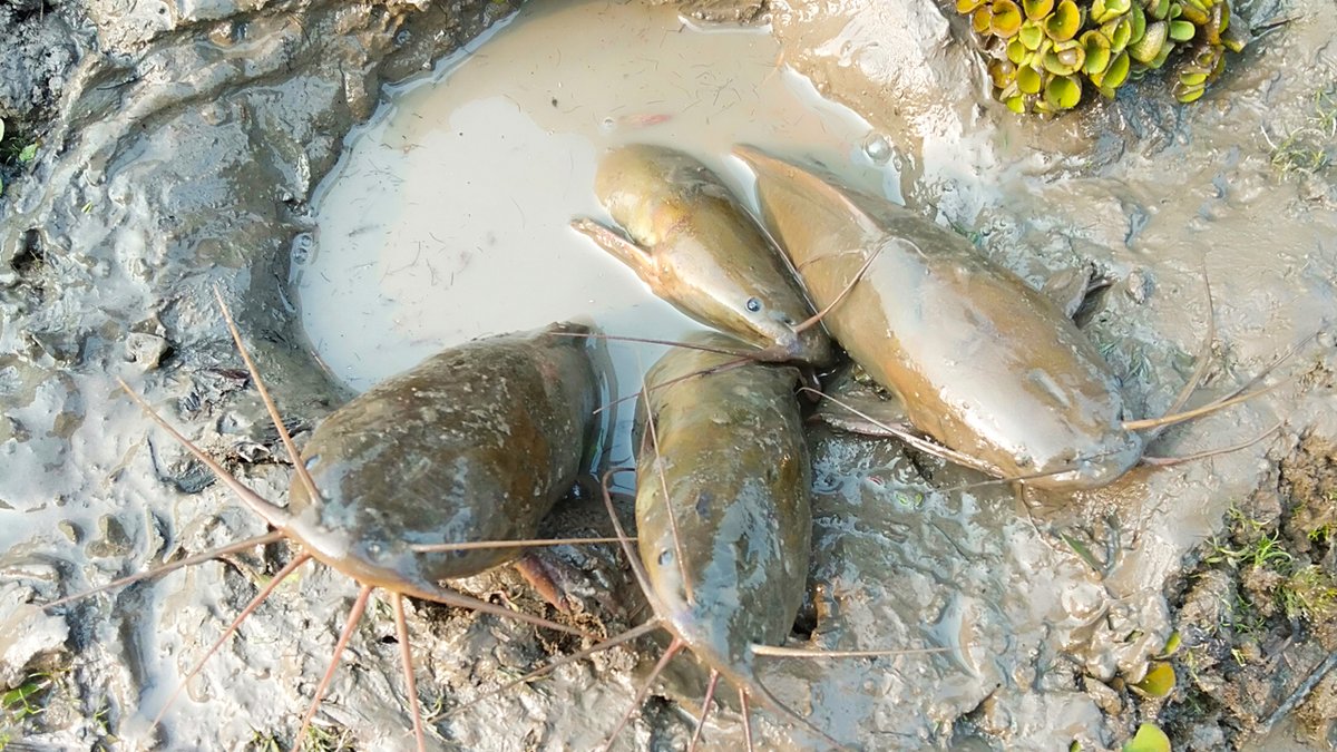 Iamfishlover's tweet photo. #fishing #fish #fishinglife #Beyhadh2 #China #Vine #Iroha #GiveawayAkhirBulan #Imlek #catchandrelease #bassfishing #nature #Catfish #Catfishing #CatfishVideo #FishingVideo

 See this Amazing video: https://t.co/feTs8ReRgQ https://t.co/VRP26tN4WL