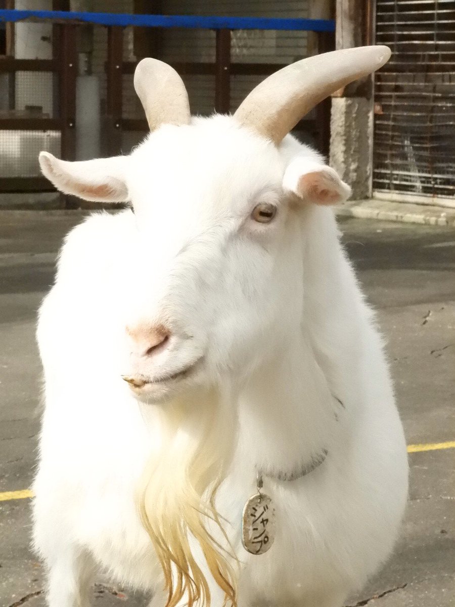 ট ইট র Kdm 01 25 千葉市動物公園 やぎぬまさん Ygnm からの依頼 1 笑っているような顔のヤギの写真 2 携帯の待ち受けにするため縦長で 納品その1
