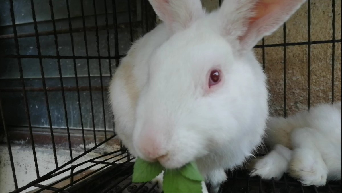 Syafiq40228364's tweet image. youtube.com/watch?v=LLA3X3…
Cute bunny