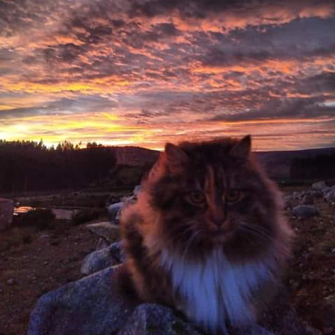 Beautiful Mourne Mountains, Co Down, N  #Ireland. Mournes are made up of 12 mountains with 15 peaks & include the famous Mourne wall (keeps sheep & cattle out of reservoir)! Area of Outstanding Natural Beauty. Partly  @NationalTrustNI. Daniel Mcevoy (with lovely cat!)  #caturday