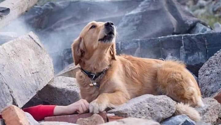 Kovduğunuz,zehirlediğiniz, barınağa tıktığınız, başını bir kez bile okşamadığınız,keyfi arabayla ezdiğiniz o ıslak burunlar, bugün kurtarıcı melekler oluyorsa bu dünyadaki dengeyi Allah boşuna yaratmadı. 
 #deprem #Elazığ