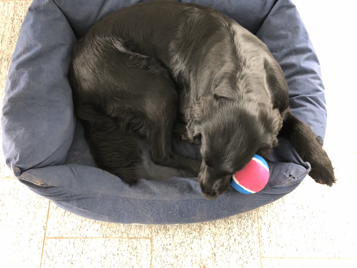 Nala_Sandia's tweet photo. Yeah a new ball! 🎾 https://t.co/7hiTYjkr9f