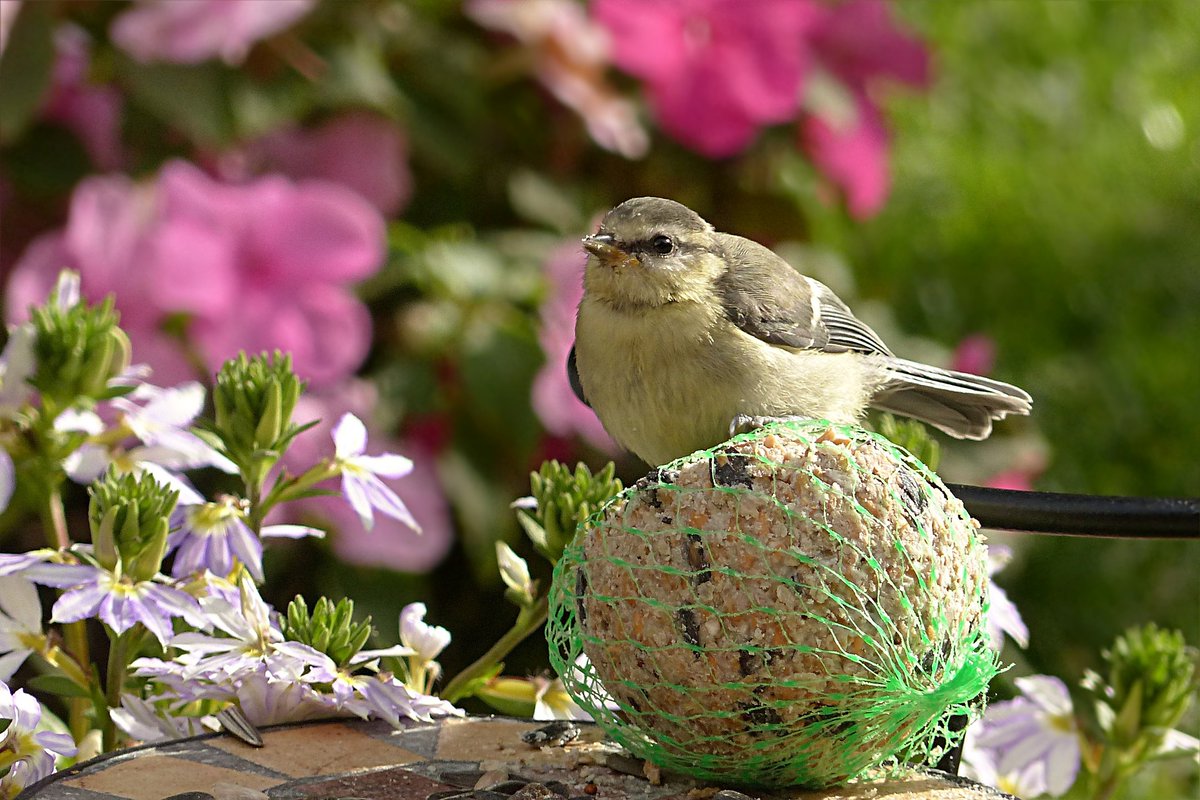 Oxford Garden Design On Twitter Inviting Nature Into Your Dream