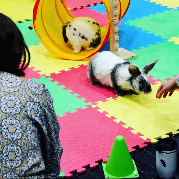 bunny_besties's tweet photo. Our youngest @bunny_besties visiting with a student @TonkaSkippers with @TonkaPrincipal at the ‘Stress Less” event. Thank you @KimInsley for this beautiful picture of Peter trying to make friends with students. #animalassistedinteractions #MentalHealthMatters #stressless #finals https://t.co/L7jjES4niX