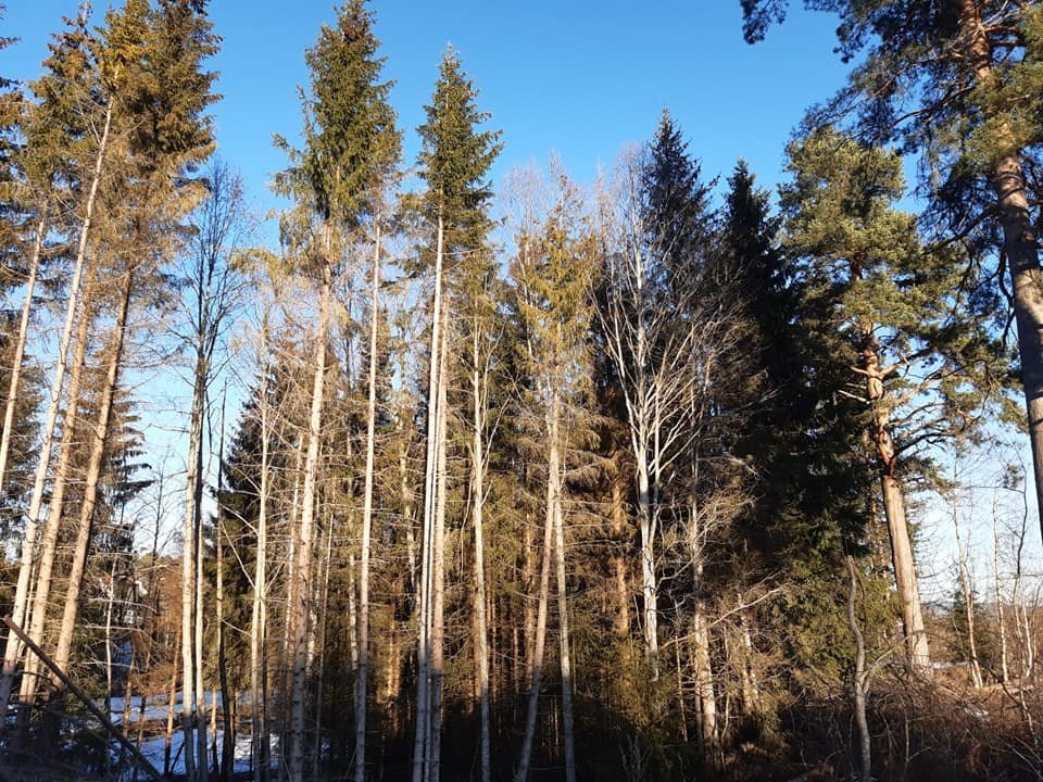 Dilyanka4's tweet photo. #trees #trees #blue #forest #foto #fotography https://t.co/wSDnNE6THP