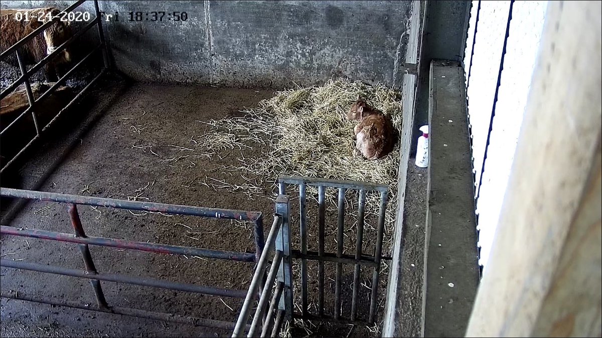 dmp_electrical's tweet photo. PTZ calving camera fitted this week
https://t.co/emziALy2pF https://t.co/mJyNiSrD1G