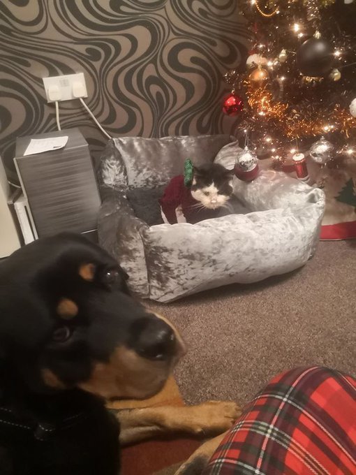 Hello dearest Twitter friends. I have had thousands of responses from people all over the world about our brave boy Maximus passing away. I can't reply to everyone personally, but anyone who sees this, please retweet, so that my thanks can be passed on.

#RIPMAXIMUS 
#Caturday