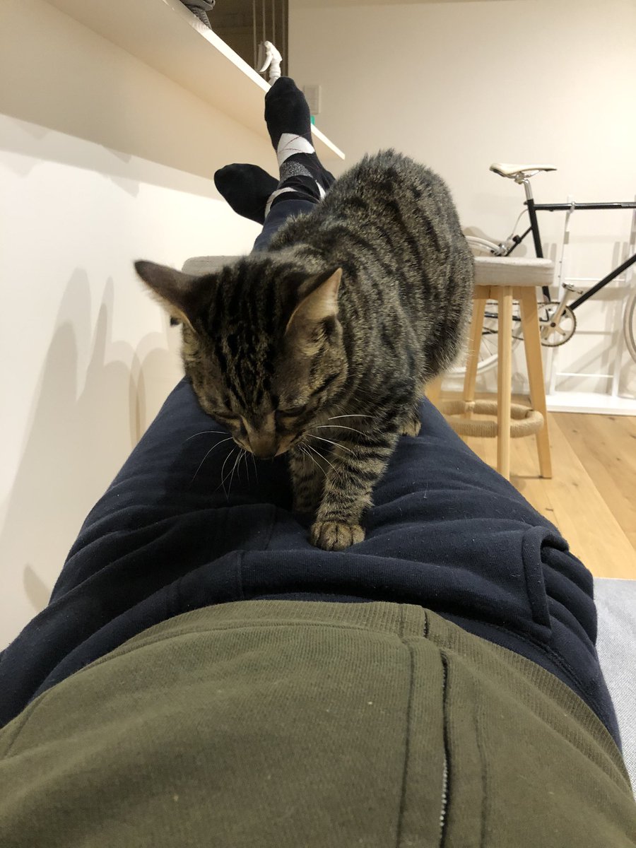 AM800_cats's tweet photo. ご無沙汰してたけど久しぶりに
もう約8ヶ月

#猫のいる暮らし  #ねこ https://t.co/fGiZgM2Jqz