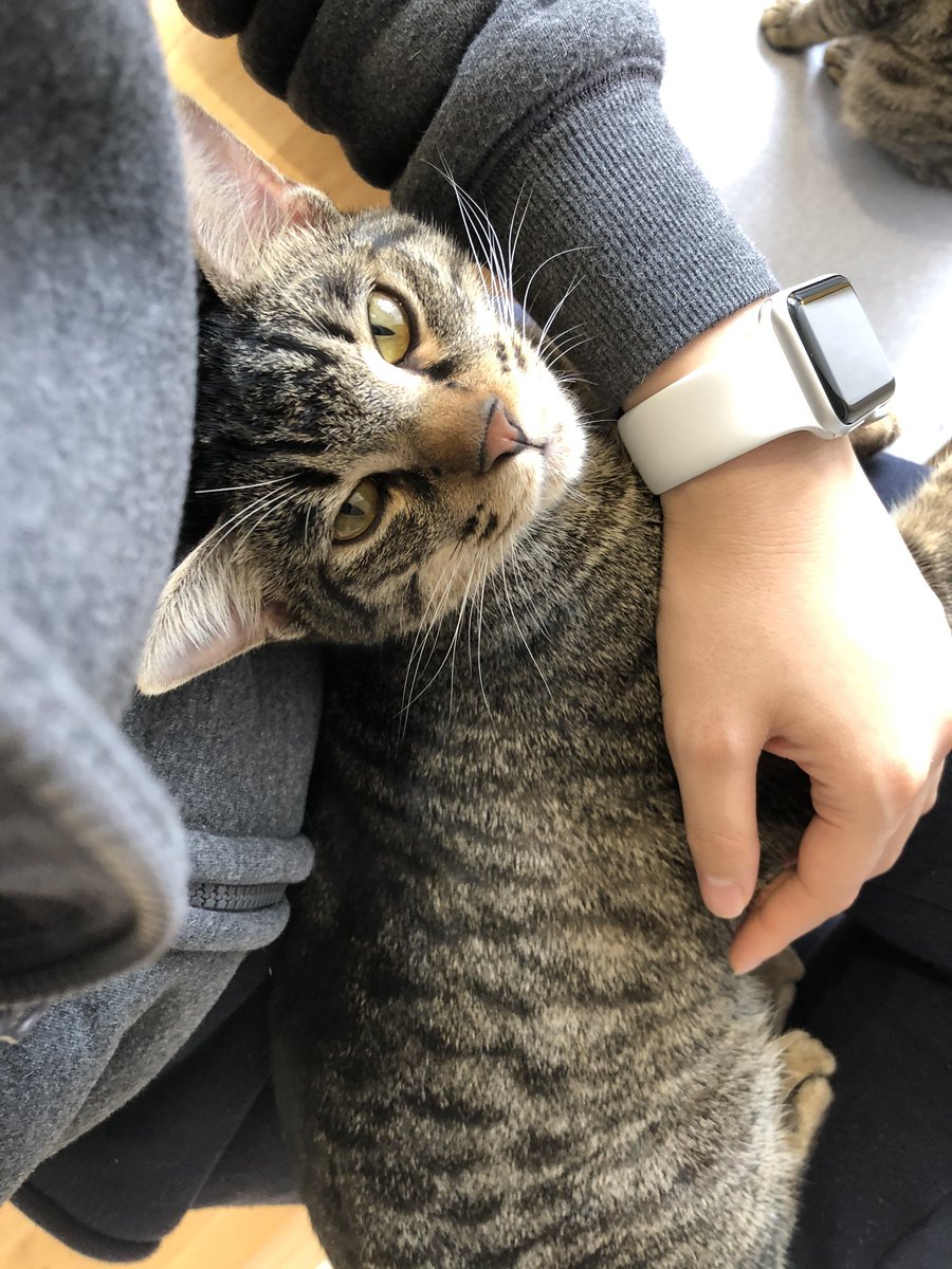 AM800_cats's tweet photo. ご無沙汰してたけど久しぶりに
もう約8ヶ月

#猫のいる暮らし  #ねこ https://t.co/fGiZgM2Jqz