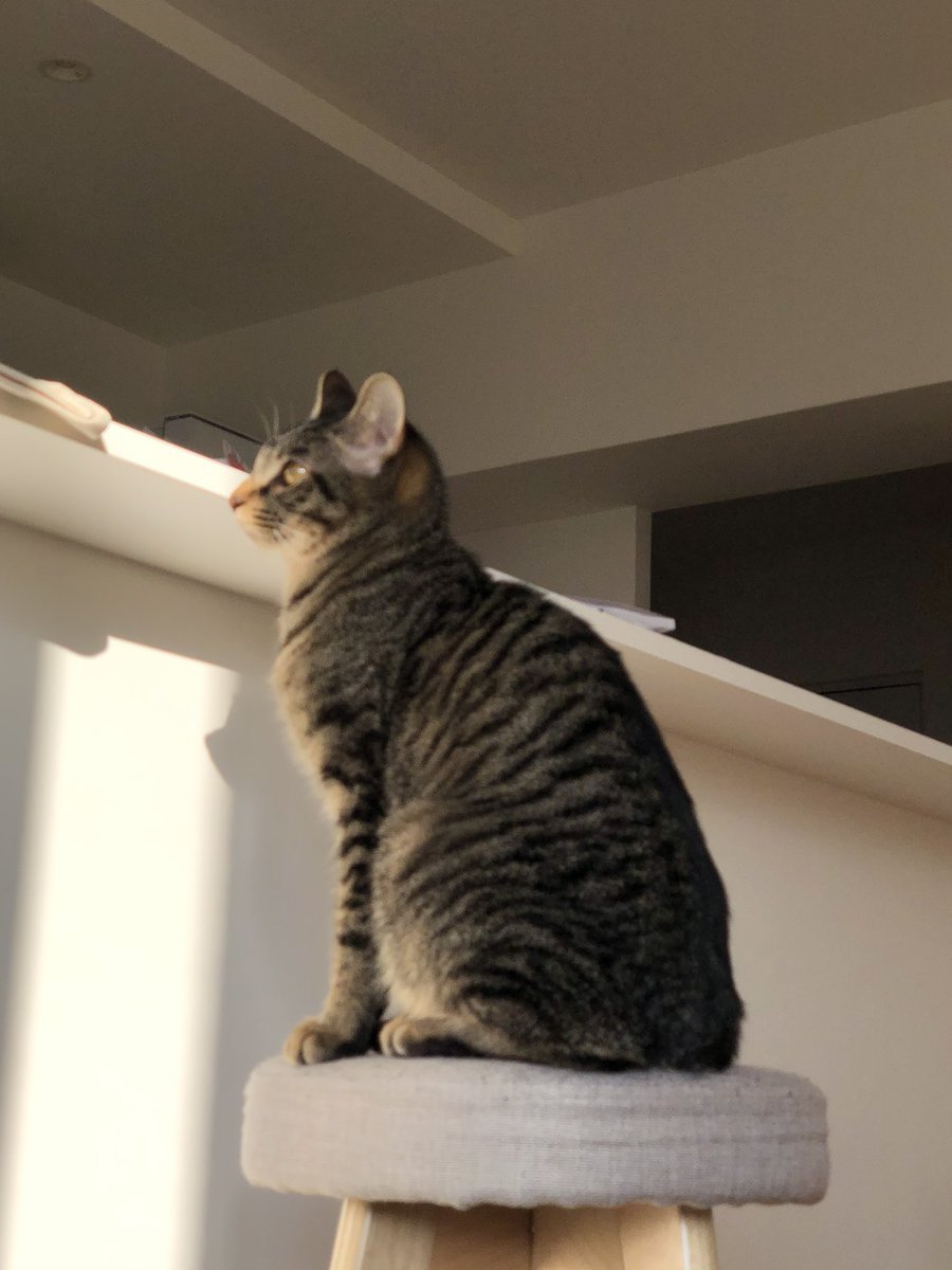 AM800_cats's tweet photo. ご無沙汰してたけど久しぶりに
もう約8ヶ月

#猫のいる暮らし  #ねこ https://t.co/fGiZgM2Jqz
