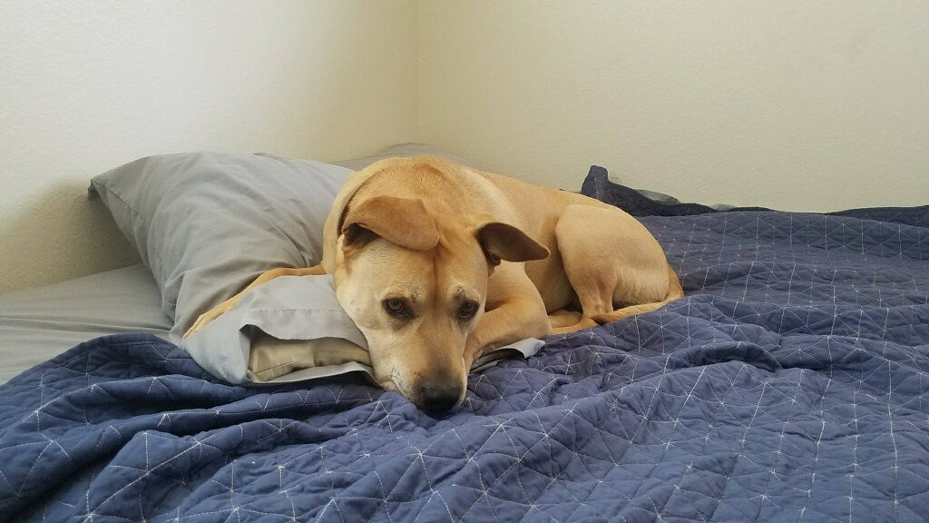 Luke Matthews tweet media