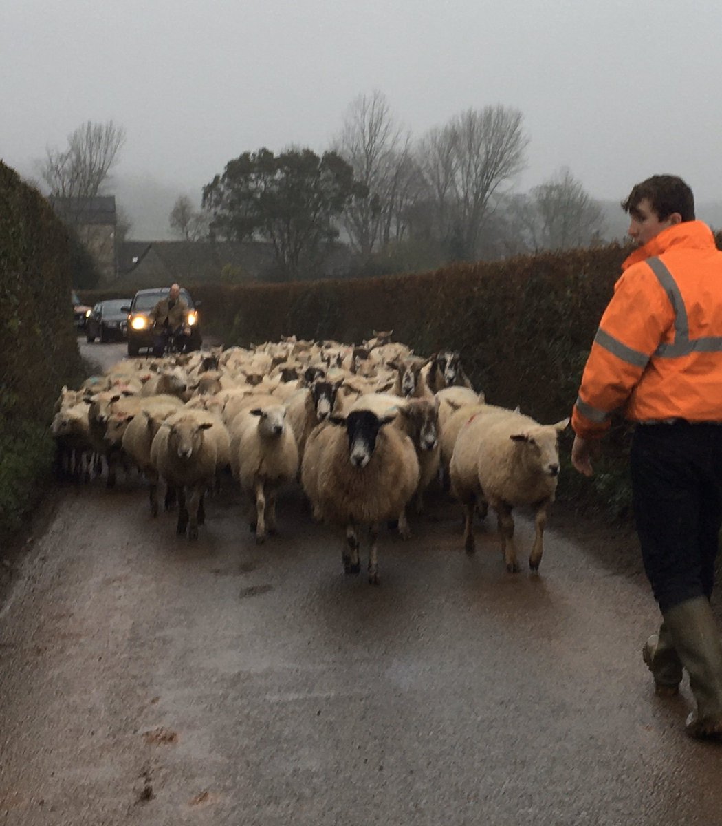 guide_patricia's tweet photo. Traffic jam on my way home from #Taunton this afternoon over the #Quantock Hills @visit_taunton @visitsomersetuk @absolutoursuk @SulisGuides @BBGuides https://t.co/NmoApuLlaU