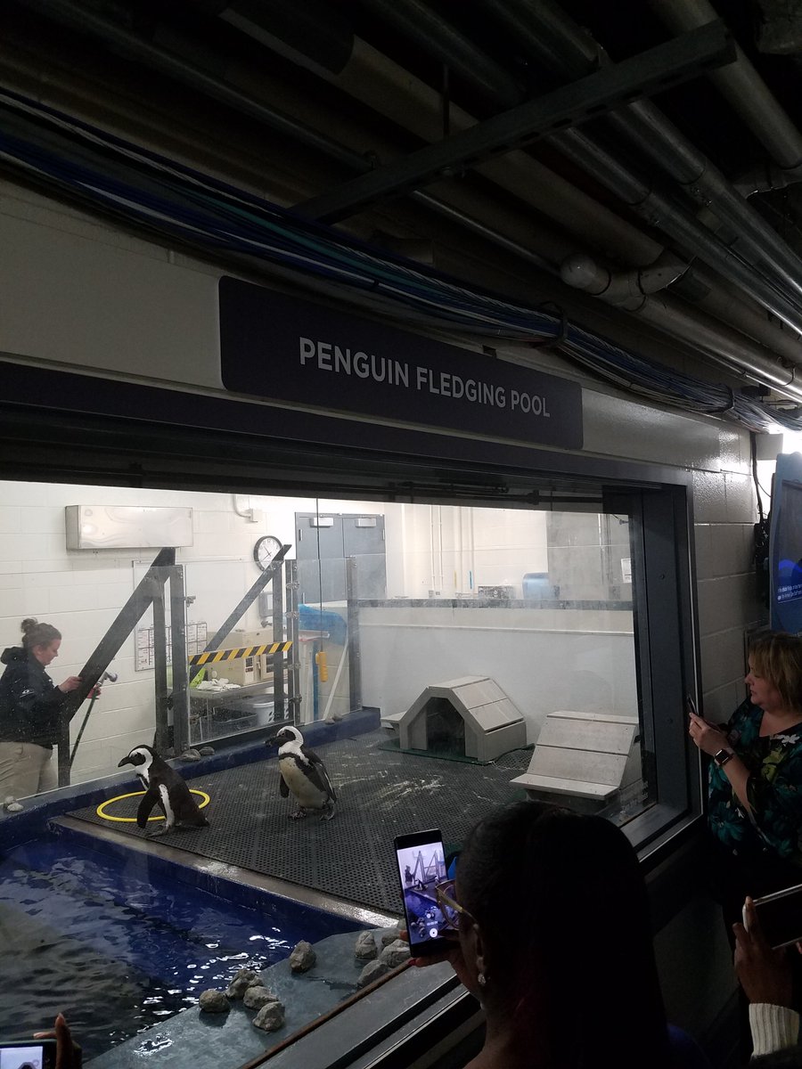 STEMSellGa's tweet photo. Part 1 of NOAA/Ga aquarium training today. #pauldingstem #pauldingscience #toty2019 @SarahGrahamPCSD @oceanexplorer @GeorgiaAquarium https://t.co/SkTeAVK9q5