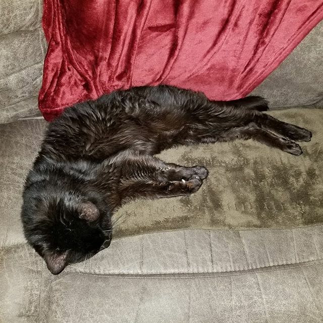 My cat discovered heating pads. ift.tt/2Gp6bJK