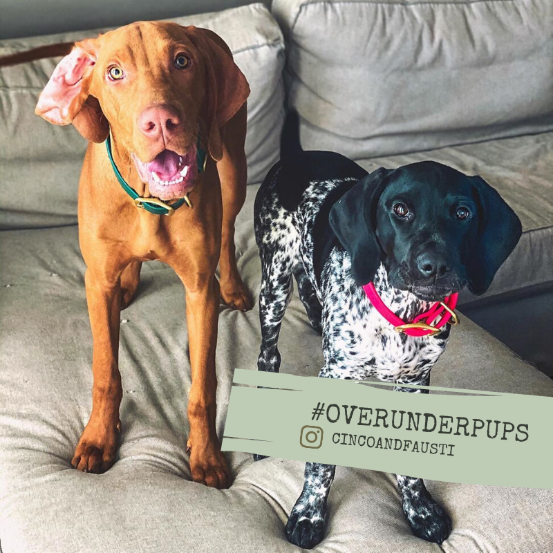 Over_Under_Co's tweet photo. Yes, yes you can have another treat.... #OverUnderPups 🐾 https://t.co/VxwYHzDe9H https://t.co/XcT74TWzUS