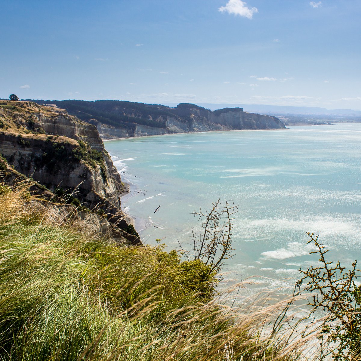 goTRAVAA's tweet photo. High above the coast line .. #newzealand #hawkesbay #capekidnappers #kiwiexperience #newzealand #kiwisummer #travel #traveltheworld #travelwithme #visitnz #travelnz #travelnewzealand #nztravel #travelnzwithme #nznorthisland #travelitineraryplanner #travaa https://t.co/4Flzpnz7GZ