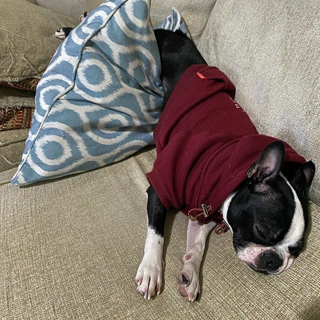 shiorinrin's tweet photo. Is it comfy, Nene-chan? 行き倒れねねちゃん。#bostonterrier #dog #puppy #dogstagram #instadog #BostonTerriersForever #blackandwhite #littlemonster #lilmonsta #ボストンテリア #ボステリ #犬 #いぬ #子犬 #白黒 #鼻ぺちゃ #お転婆娘 https://t.co/AiJ6Aat1C3