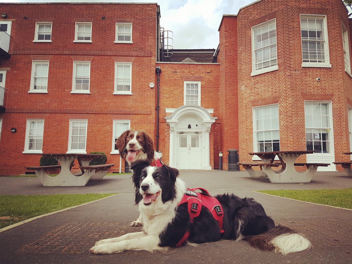 Enviro-Dogs tweet media