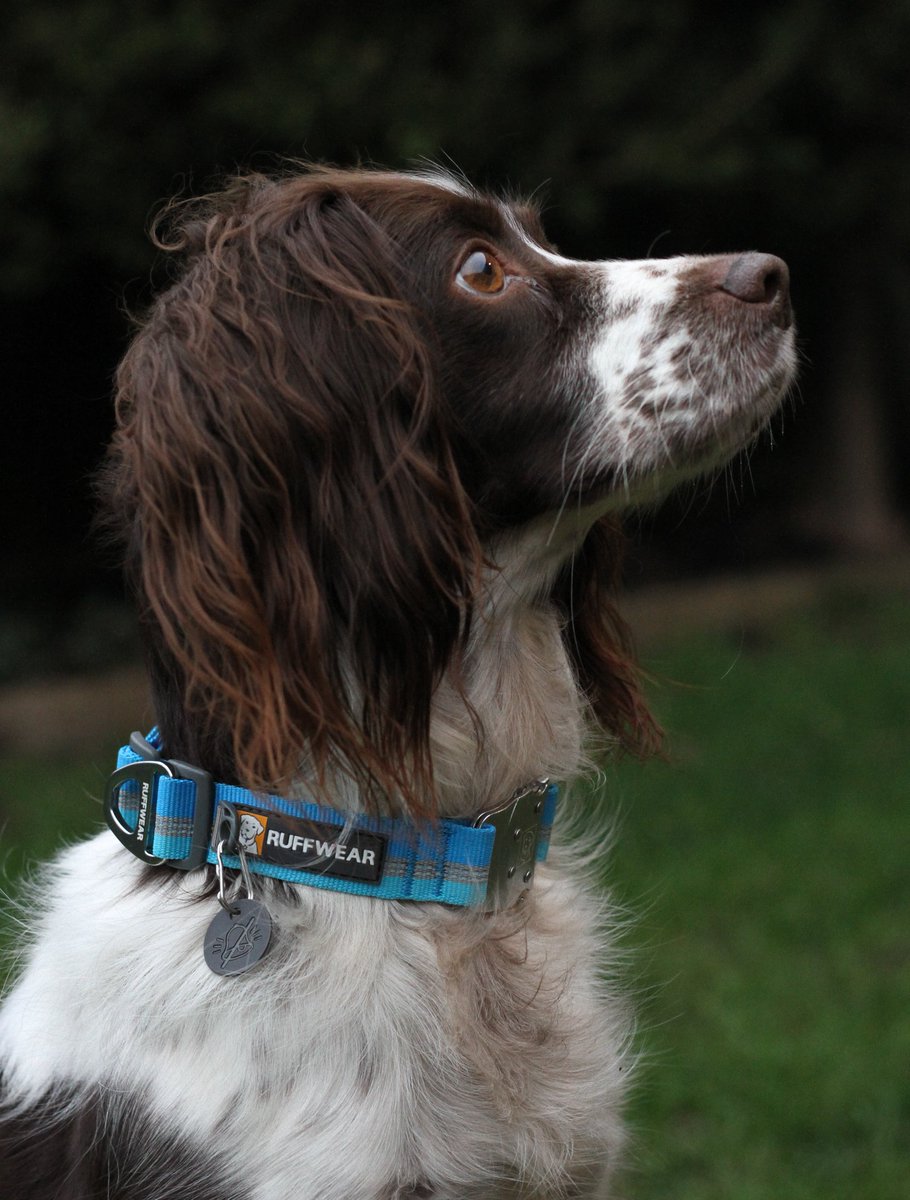 Enviro-Dogs tweet media