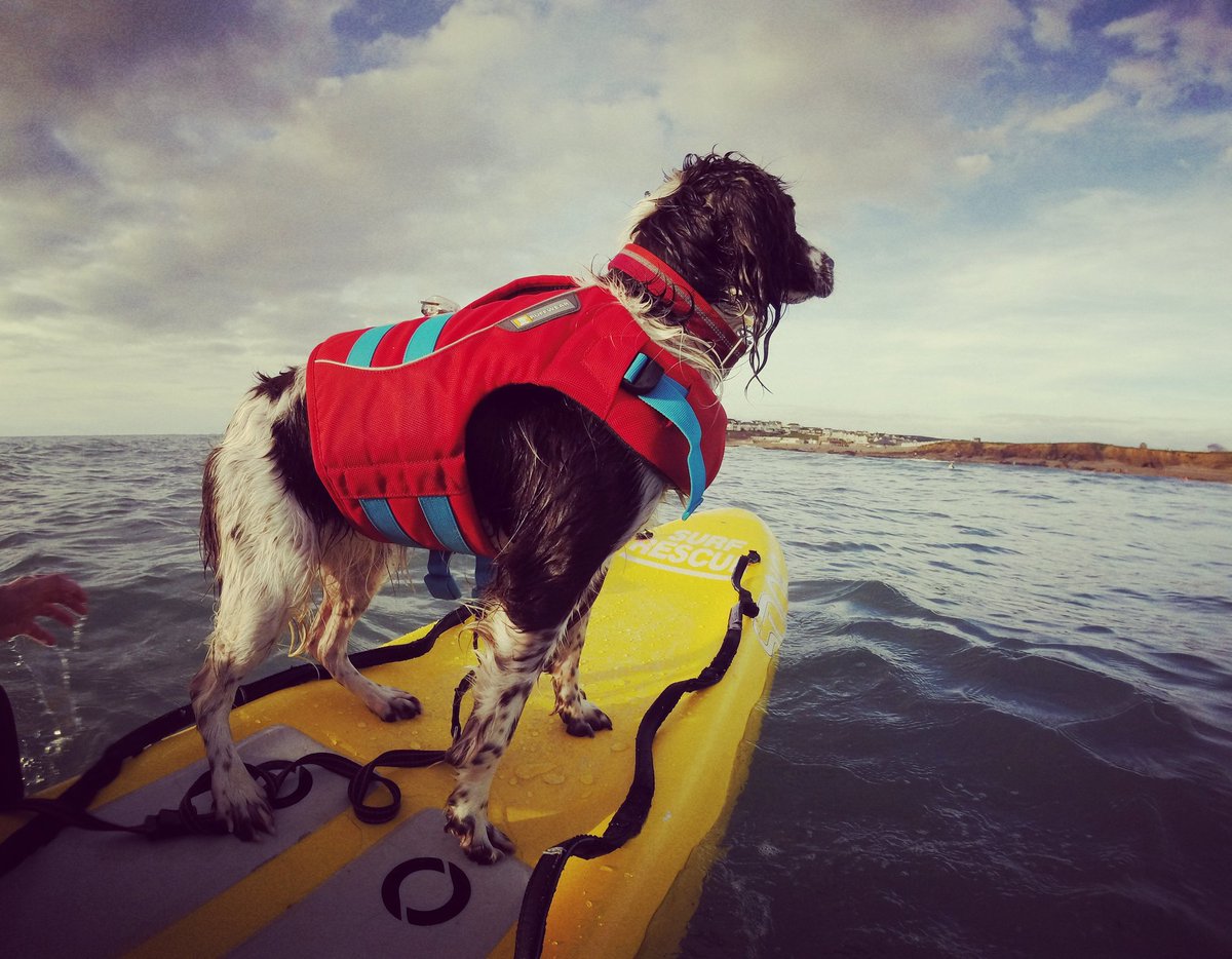 Enviro-Dogs tweet media