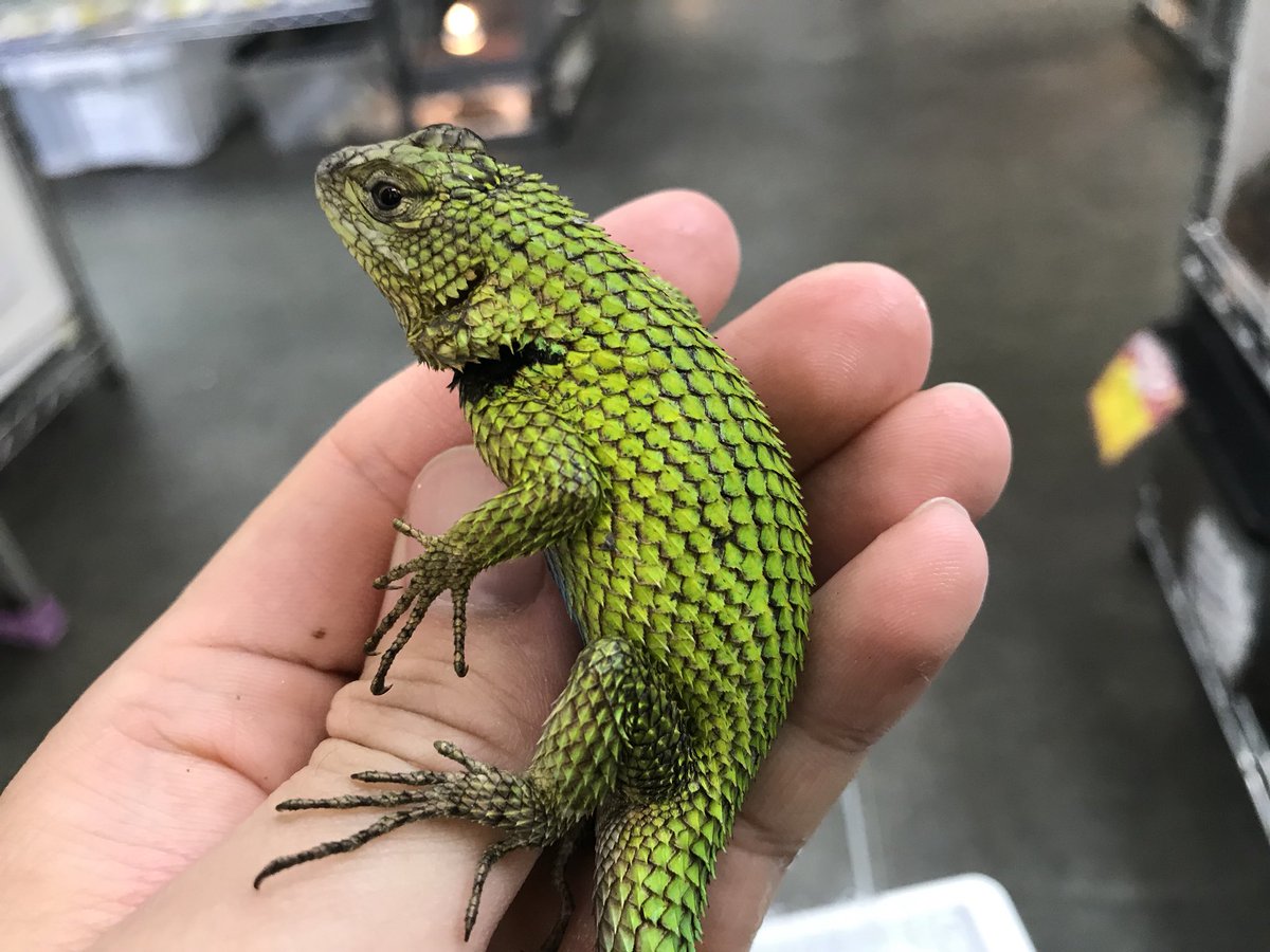 ペポニ みなと店 まるで生きる宝石 マラカイトハリトカゲ入荷 見て楽しい 飼って楽しい 卵胎生なので増やしてみるのもアリ 気になる方は お早めに ﾟ ﾟ ﾉ マラカイトハリトカゲ ハリトカゲ T Co 9olrcy7vyn Twitter