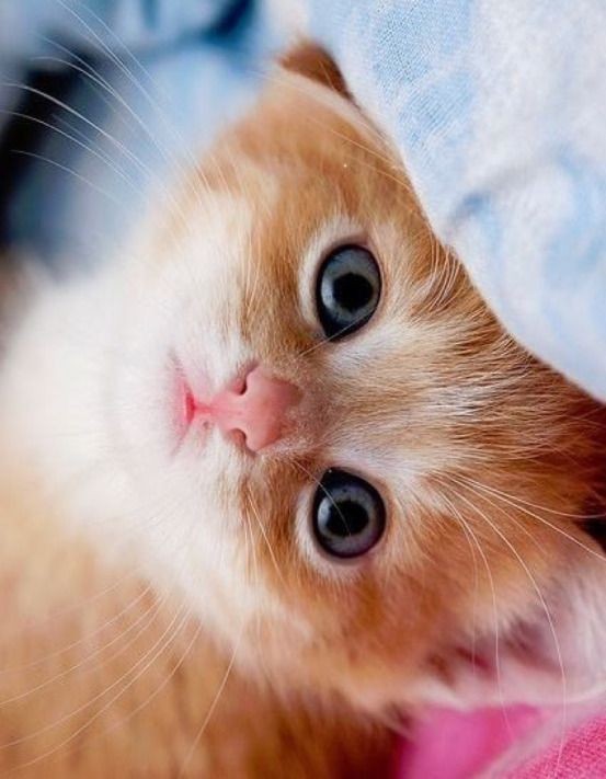 yoonsdiva's tweet photo. the most cutest kittens in the world a thread https://t.co/sW1lbJALRM