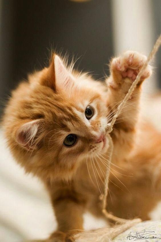 yoonsdiva's tweet photo. the most cutest kittens in the world a thread https://t.co/sW1lbJALRM