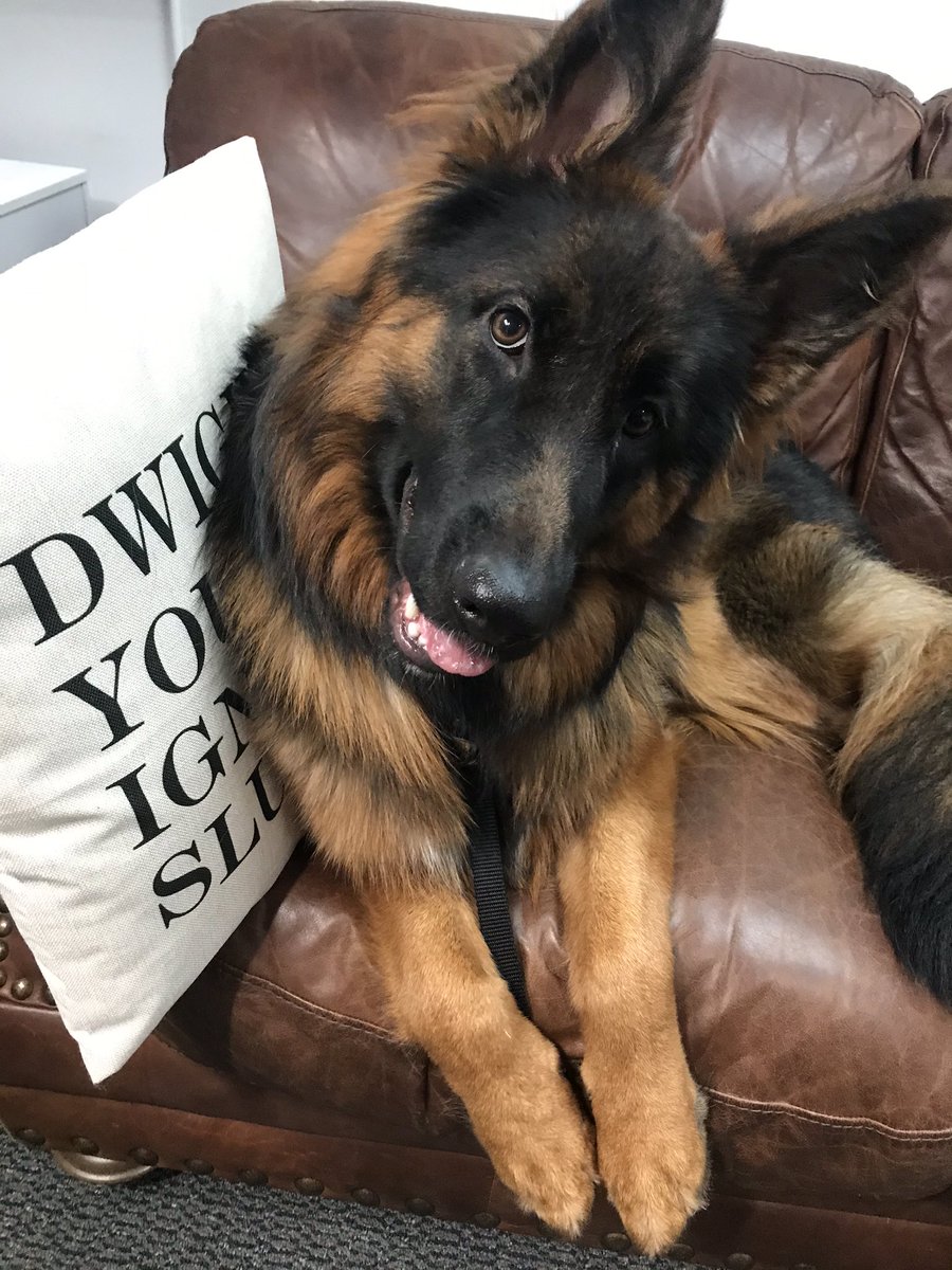 DavidMordisIL's tweet photo. @Ky1eLong Hey @Ky1eLong  so true! We met about a year ago when I was picking up my long haired GSD up in Woodstock! Hope all is well with your big Bear! See you soon! https://t.co/UBmQXEDyVG