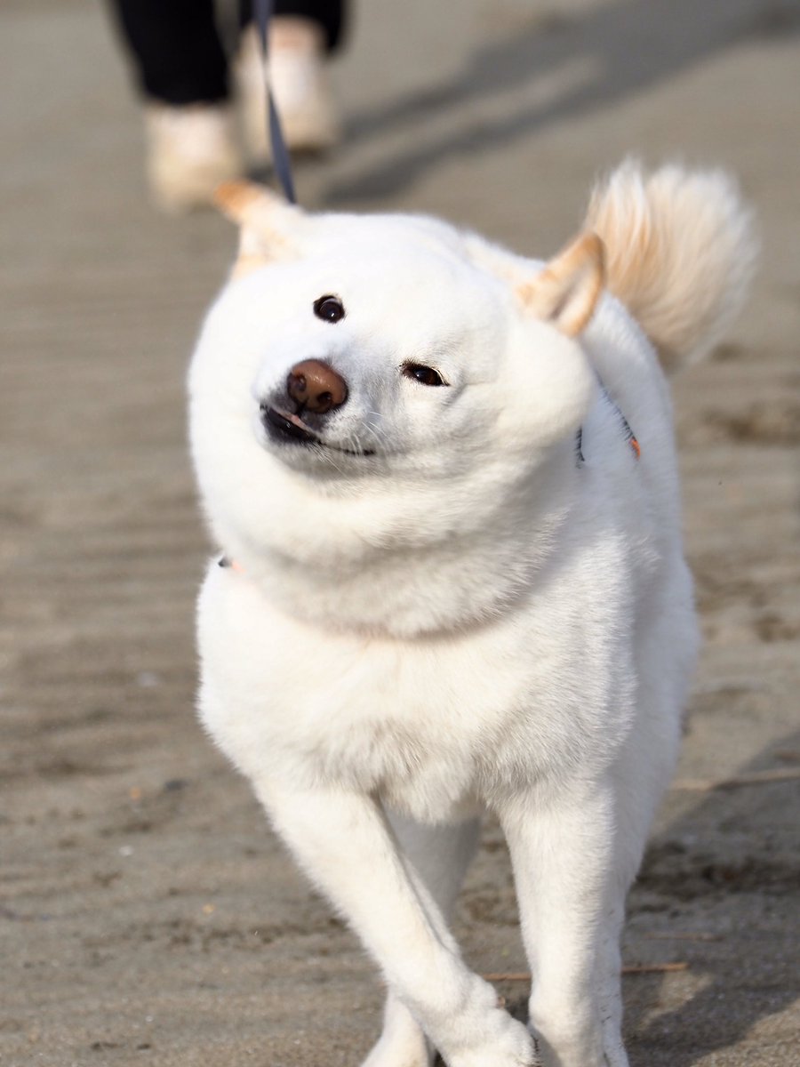 身震いしている柴犬を撮影したところ 世界レベルのかわいさに これはお餅w Togetter