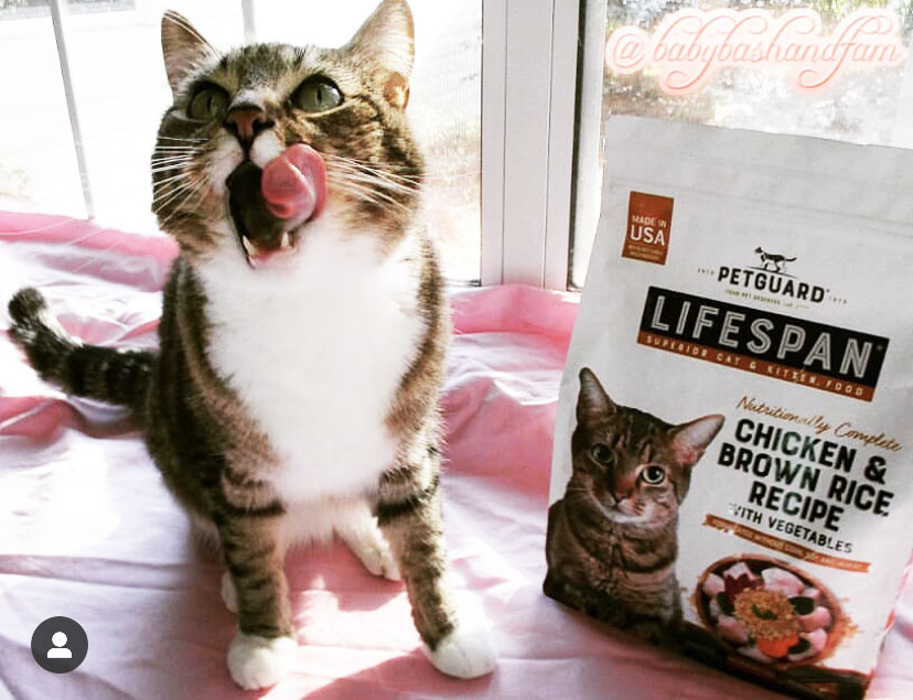 petguardinc's tweet photo. More rave reviews! Toaster Strudel, of @babybashandfam, says, "Thank you for gifting me and my brothers this delicious bag of sustenance! It is most satisfying, indeed!"
.
.
So, glad you liked it!
.
.
#PetGuard #PetGuardian #wellness #cat #catsofinstagram #catstagram #catoftheday https://t.co/l0yQp9MT3i