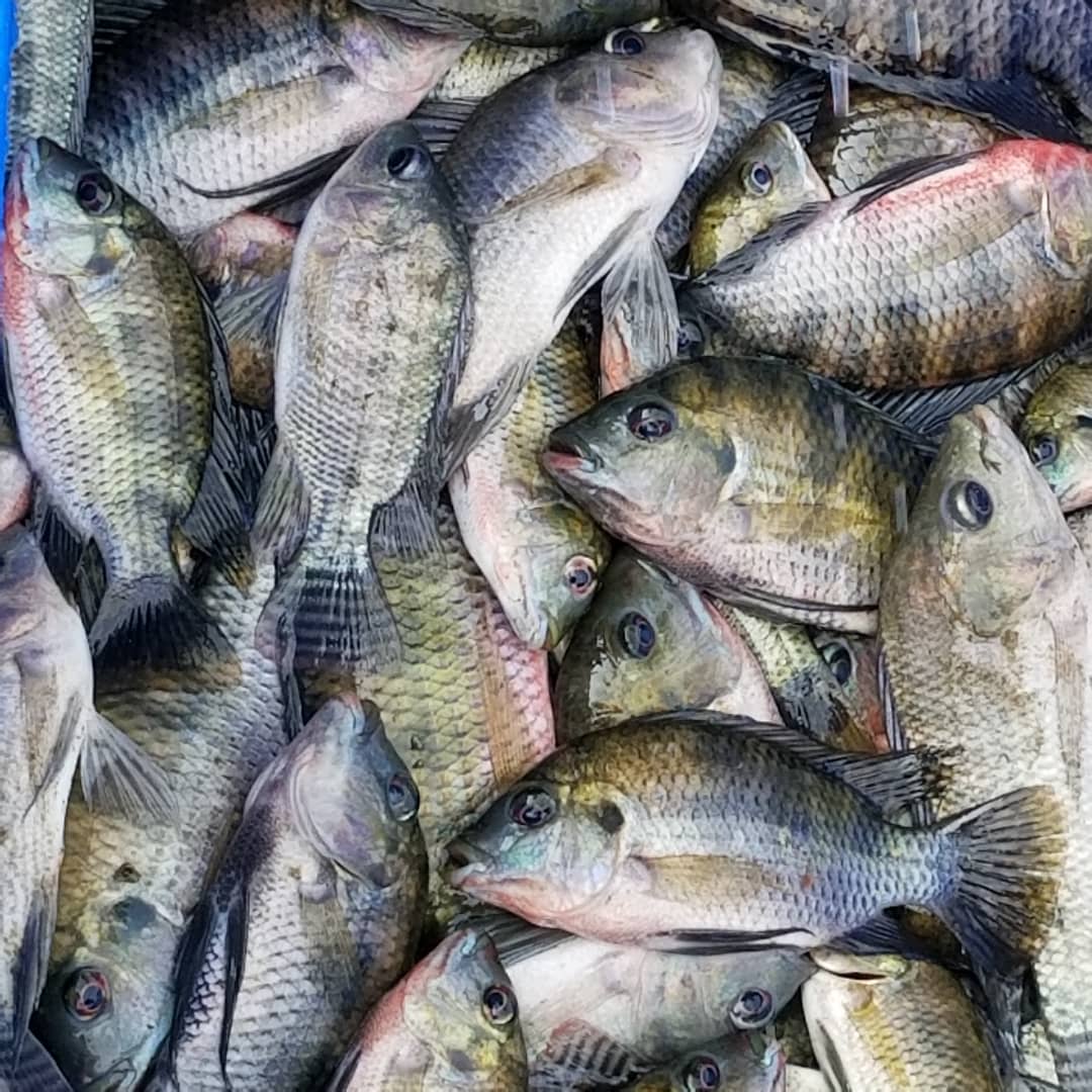 NgalulaPe's tweet photo. A #Mbakana, commune de #Makuku, #RDC Nous y avons cru   en 2018 et aujourd'hui les resultats sont la! 
Notre pisciculture de Mbakana appuyera nos projets de #STEMDRC
La manne ne tombera plus du ciel! #anneeaction2020 https://t.co/scqmplYDPY