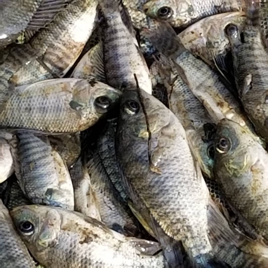 NgalulaPe's tweet photo. A #Mbakana, commune de #Makuku, #RDC Nous y avons cru   en 2018 et aujourd'hui les resultats sont la! 
Notre pisciculture de Mbakana appuyera nos projets de #STEMDRC
La manne ne tombera plus du ciel! #anneeaction2020 https://t.co/scqmplYDPY