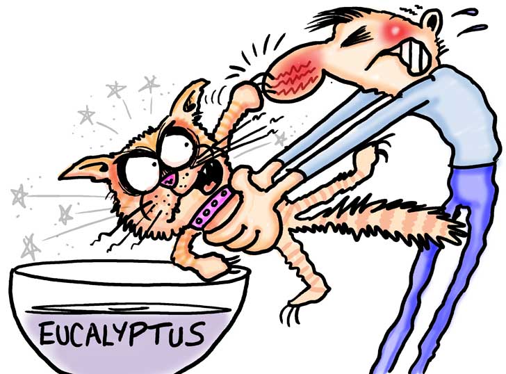 NezzyCartoons's tweet photo. @doorstep_zoo Understanding bad cat behavior and how to overcome it is critical to creating a happy home.  Cats have unique personalities that beg us to love them along with primal instincts that drive us mad. https://t.co/42BylsAThH #Cat #catbehavoir #pets #petcat #badcat https://t.co/or556tEbYy